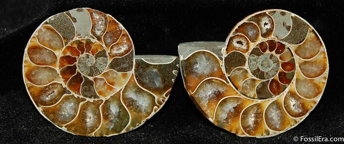 Small Desmoceras Ammonite Pair #395